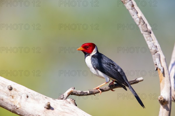 The red-capped cardinal (Paroaria gularis) Pantanal Brazil