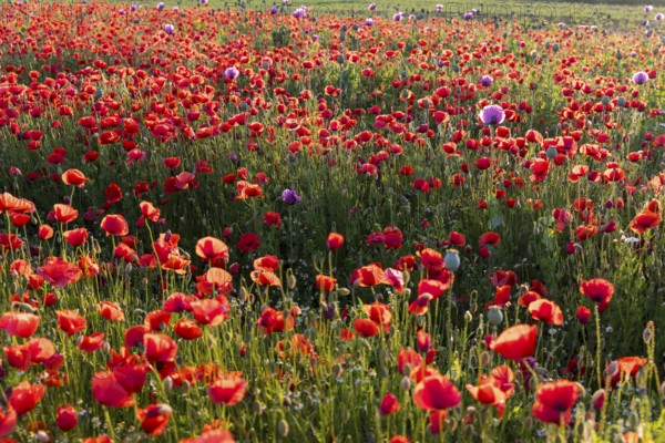 Single flowers of the blue poppy (Papaver somniferum), in a field with corn poppy (Papaver rhoeas), Callenberg, Saxony, Germany, Europe