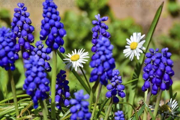 Grape hyacinths (Muscari) and daisies (Bellis perennis) in a garden near Augsburg, Bavaria, Germany, Europe