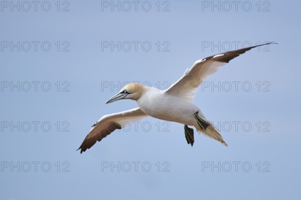 Northern gannet (Morus bassanus) flying over the sea, wildlife, Helgoland, Germany, Europe