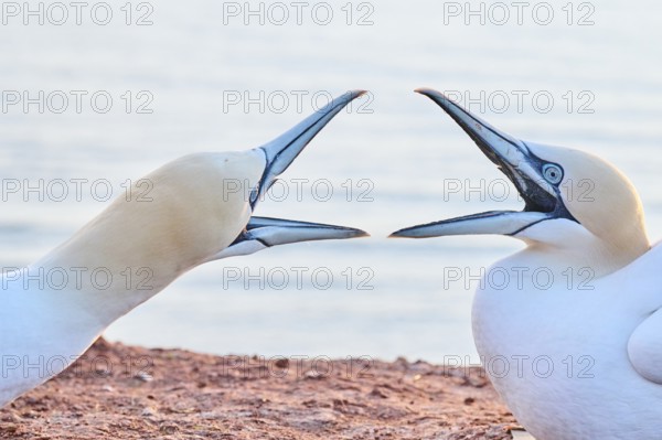 Northern gannet (Morus bassanus) arguing with each other on the ground at sunset with the sea in the background, wildlife, Helgoland, Germany, Europe