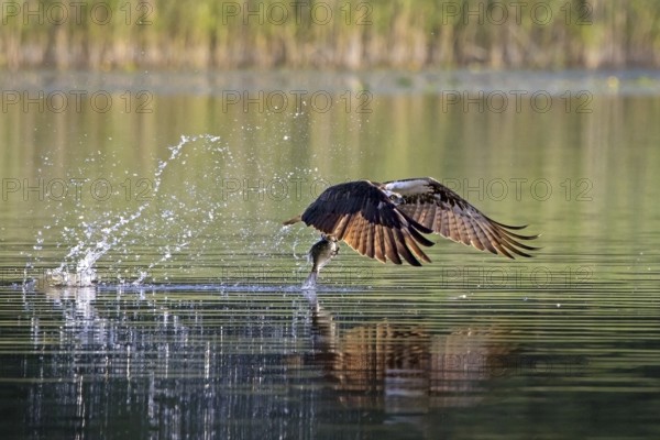 Western osprey (Pandion haliaetus) catching fish in its talons from water surface of lake in summer