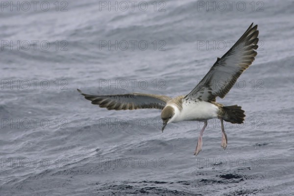 Great Shearwater (Ardenna gravis), South Australia, Australia, Oceania