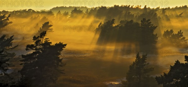 Pine forest and sand dunes covered in morning mist at Darsser Ort, Mecklenburg-Western Pomerania, Germany, Europe