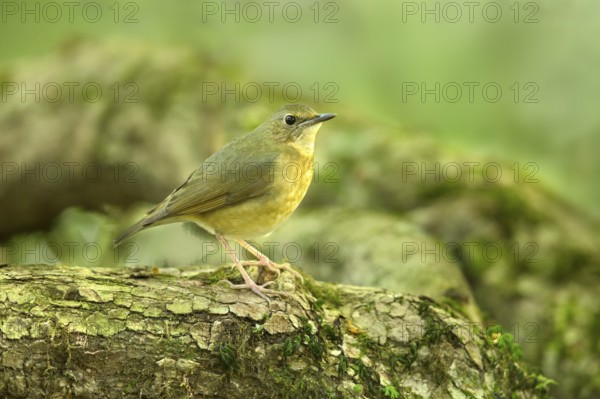 Indian Blue Robin (Larvivora brunnea) female perched on the ground, Kerala, India, Asia