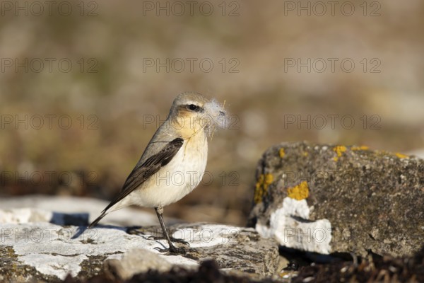 Northern Wheatear (Oenanthe oenanthe) female with nesting material in its beak, Smaland, Sweden, Europe