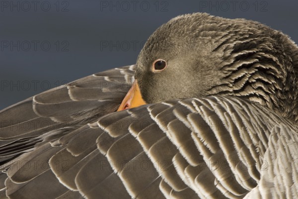 Greylag Goose (Anser anser), Lower Saxony, Germany, Europe