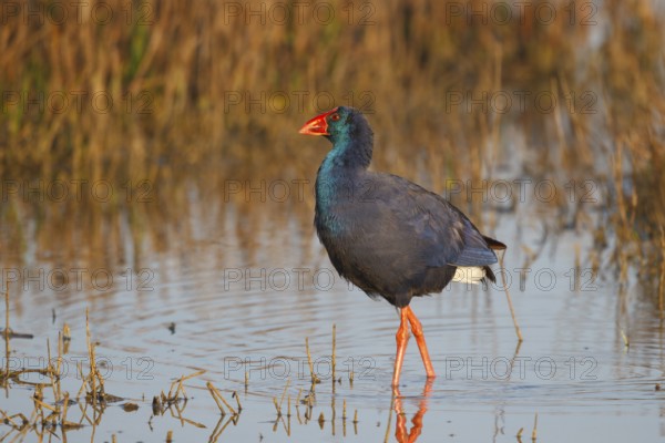 Western Swamphen (Porphyrio porphyrio) foraging, Spain, Europe