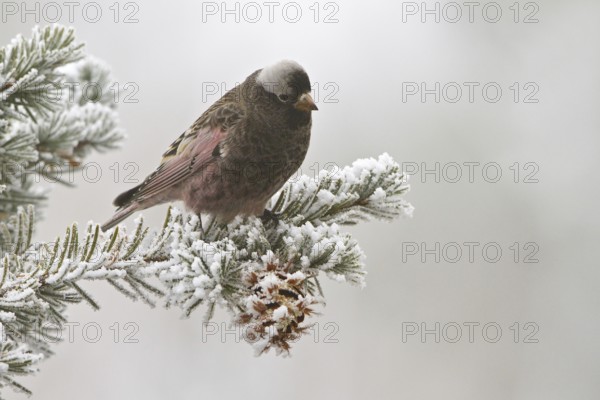 Black Rosy Finch (Leucosticte atrata), New Mexico, USA, North America