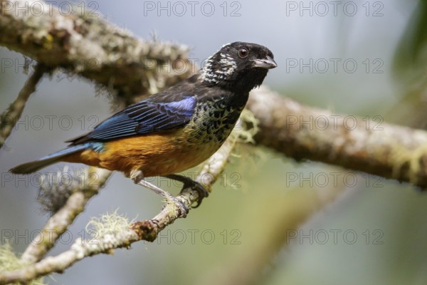 Spangled-cheeked Tanager (Tangara dowii) perched on a branch in Costa Rica