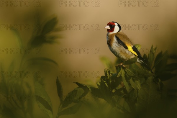 European Goldfinch (Carduelis carduelis), Asturias, Spain, Europe