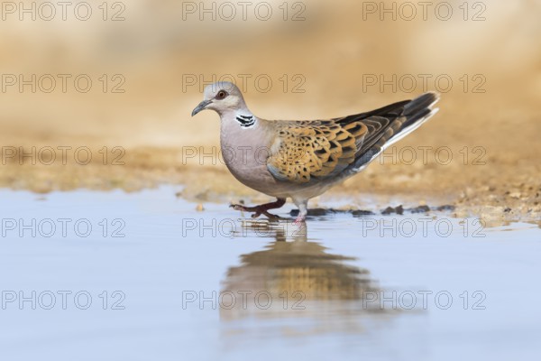 European Turtle Dove (Streptopelia turtur), Negev, Israel, Asia