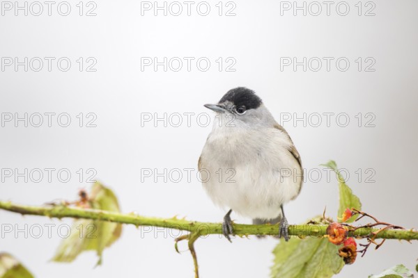 Eurasian Blackcap (Sylvia atricapilla) male, Castile and Leon, Spain, Europe