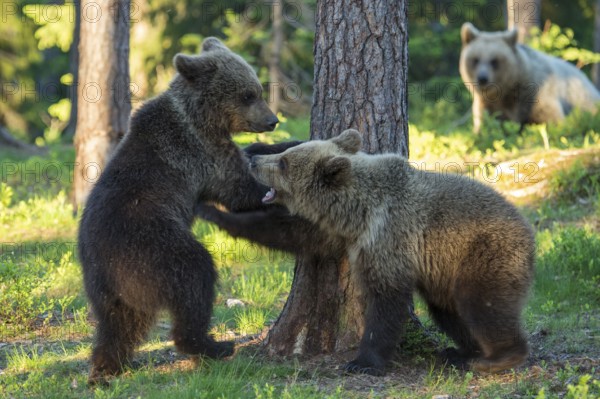 Eurasian Brown Bear (Ursus arctos) two cubs play fighting in forest, Finland, Europe