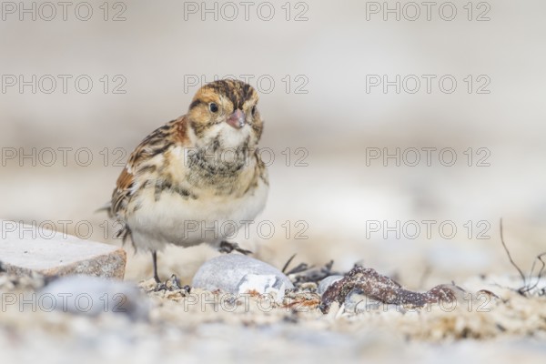 Lapland Longspur - Spornammer - Calcarius lapponicus ssp. lapponicus, Germany, Europe