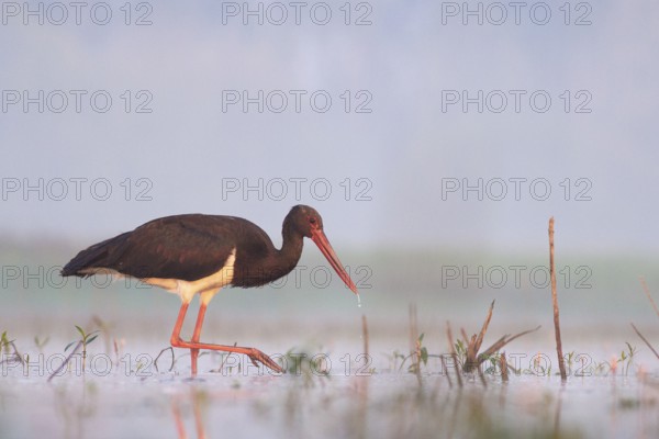 Black Stork (Ciconia nigra) foraging, Tiszaalpár, Hungary, Europe