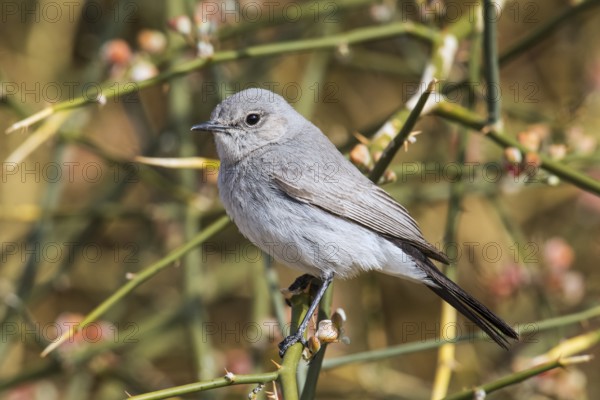 Blackstart (Oenanthe melanura) perched on a twig, Eilat, Israel, Asia