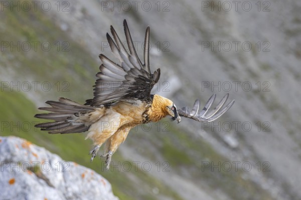 Bearded Vulture (Gypaetus barbatus) flying, Italy, Europe