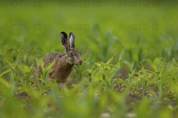 European brown hare (Lepus europaeus) adult animal feeding in a farmland maize crop, Norfolk, England, United Kingdom, Europe
