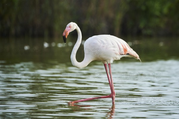 Greater Flamingo (Phoenicopterus roseus) walking in the water, Parc Naturel Regional de Camargue, France, Europe