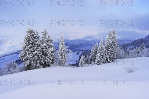 Winter landscape, snow-covered fir trees, Rigi Staffel, Canton Schwyz, Switzerland, Europe