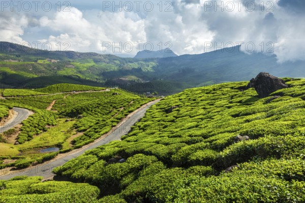 Kerala India travel background, road in green tea plantations in mountains in Munnar, Kerala, India, Asia