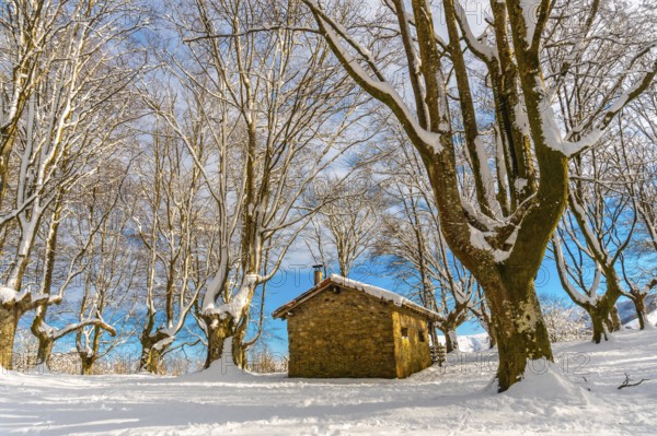 Beautiful refuge among giant trees in the Oianleku natural park in the town of Oiartzun next to Peñas de Aya, Gipuzkoa. Basque Country