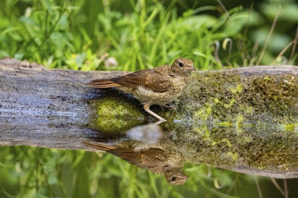 Nightingale (Luscinia megarhynchos) Hungary