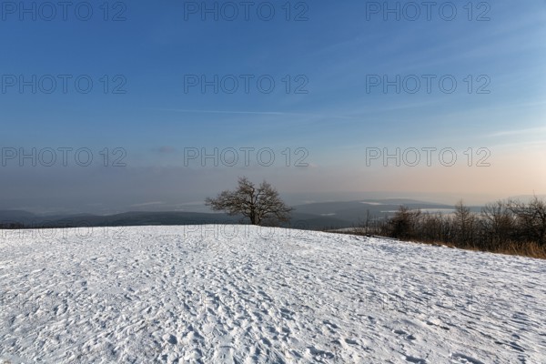 Snow-covered peak, solitary oaks on the horizon, sunny winter weather, Köterberg, Lügde, Weserbergland, North Rhine-Westphalia, Germany, Europe