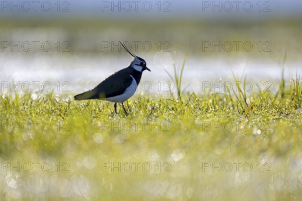 Northern lapwing (Vanellus vanellus), in a wet meadow, backlit, Dümmer, Lower Saxony, Germany, Europe