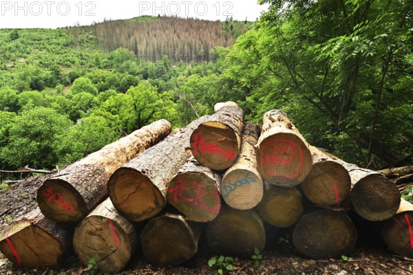 Forest damage in the Sauerland region has caused about 40 % of the spruce stand, especially in monocultures. The picture shows forest damage in May 2020, Germany, Europe