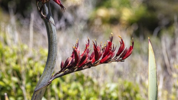 Flax (Phormium tenax), Ship Creek, New Zealand, Oceania