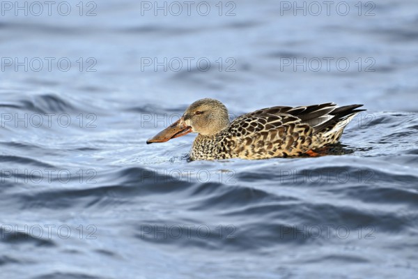 Northern shoveler (Spatula clypeata) (Syn.: Anas clypeata), female swimming on Lake Zug, Switzerland, Europe