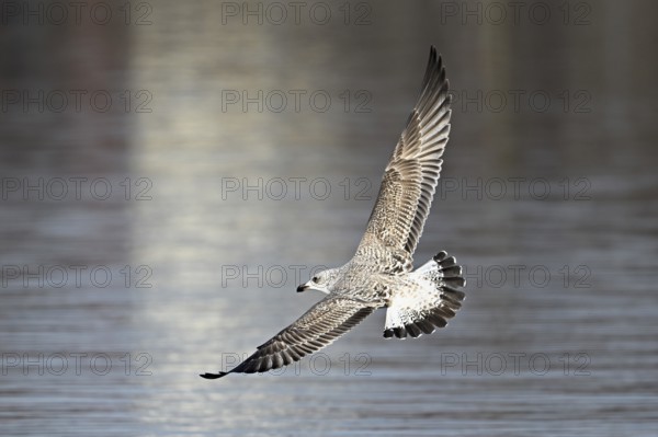 Yellow-legged gull (Larus michahellis), juvenile in flight, Switzerland, Europe