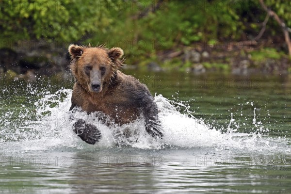 Brown bear (Ursus arctos) hunting for salmon in the water, Lake Clark National Park, Alaska