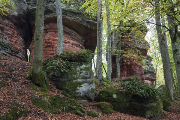 Old castle rock, red sandstone rock formation, natural and cultural monument, Brechenberg near Eppenbrunn, Palatinate Forest, Rhineland-Palatinate, Germany, Europe