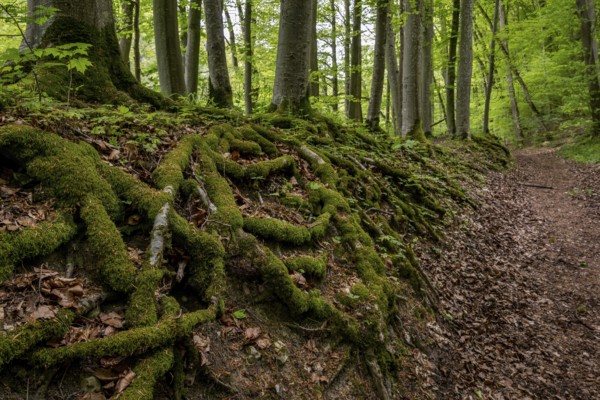 Tree roots, forest path, Wiesensteig, Swabian Alb, Baden-Württemberg, Germany, Europe