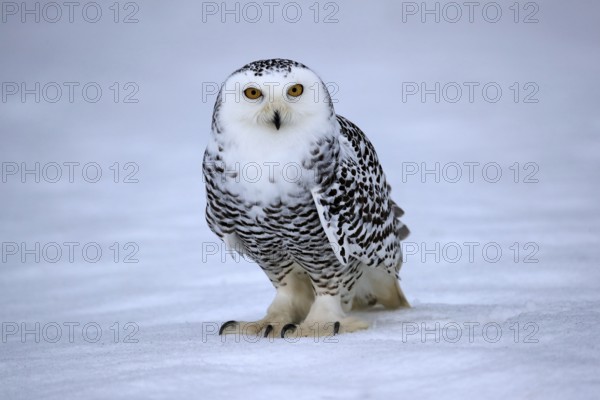 Snowy owl (Nyctea scandiaca), snowy owl, adult, alert, in the snow, foraging, in winter, Bohemian Forest, Czech Republic, Europe