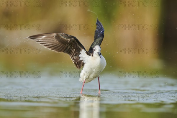 Black-winged stilt (Himantopus himantopus) standing in the water cleaning ists feathers, Camargue, France, Europe