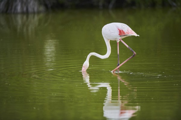 Greater Flamingo (Phoenicopterus roseus) walking in the water, Parc Naturel Regional de Camargue, France, Europe