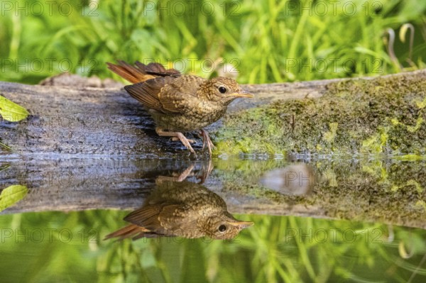 Nightingale (Luscinia megarhynchos) Hungary