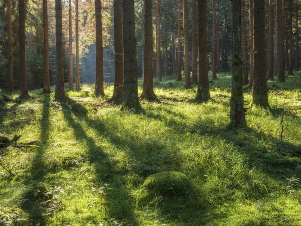 Sunny forest with long shadows, Sunny spruce forest, Thuringian Forest, Thuringia, Germany, Europe