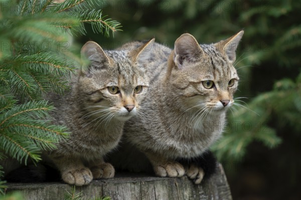 European wildcats (Felis silvestris), kittens sitting on a tree stump and looking attentively, captive, Germany, Europe