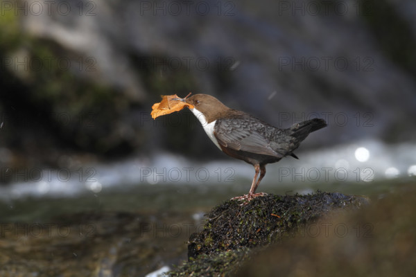 White-throated Dipper (Cinclus cinclus) with nesting material in its beak on mossy stones on the bank of a mountain stream, Saxon Switzerland, Elbe Sandstone Mountains, Saxony, Germany, Europe