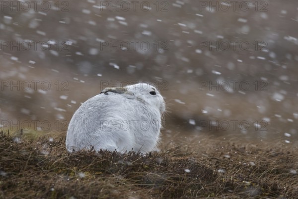 Mountain hare (Lepus timidus), Alpine hare, snow hare in white winter pelage resting in moorland, heathland during snowfall in spring