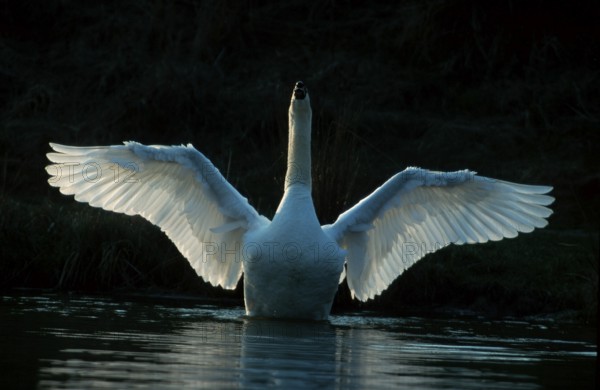 Mute Swan (Cyngus olor), flapping its wings