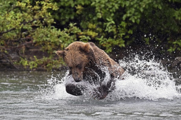 Brown bear (Ursus arctos) hunting for salmon in the water, Lake Clark National Park, Alaska