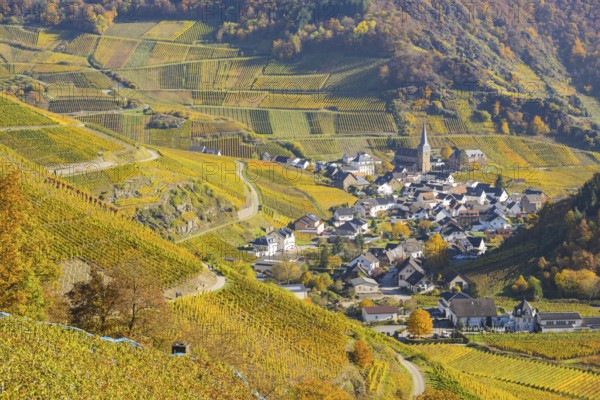 Vineyards in autumn, Mayschoß with parish church, red wine growing region Ahrtal, red wine of the Pinot Noir and Portugieser grape is grown here, Eifel, Rhineland-Palatinate, Germany, Europe
