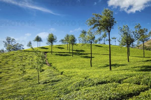 Indian Green Tea plantations in Munnar, Kerala, India, Asia