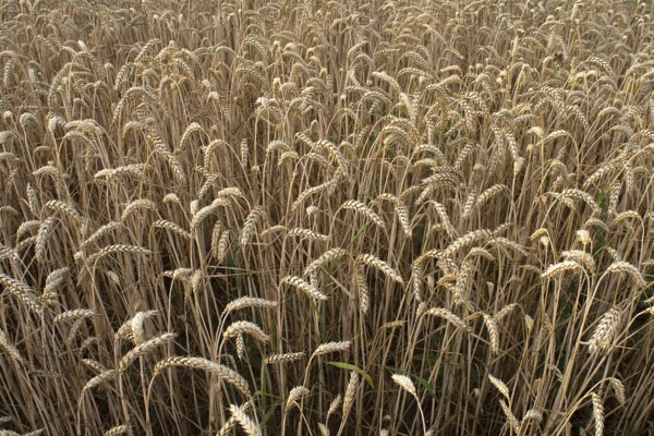 Common wheat (Triticum aestivum), Bavaria, Germany, Europe